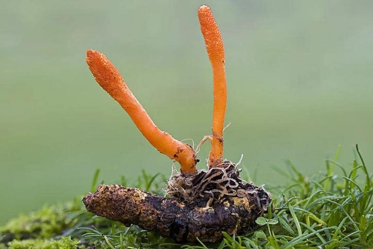 Đông Trùng Hạ Thảo (Cordyceps)