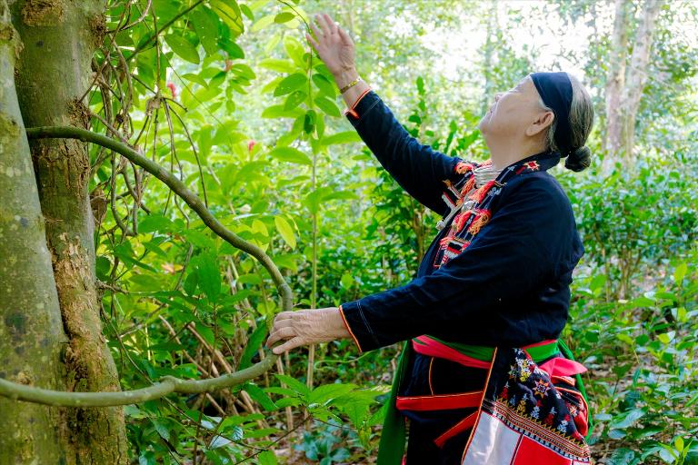 Lịch Sử Hình Thành Bài Thuốc Sinh Lý Của Dân Tộc Dao