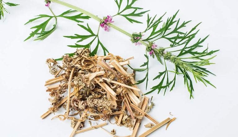 Điều trị đau bụng kinh, hương phụ kết hợp với gừng khô và cam thảo tạo thành công thức hành khí chỉ thống hiệu quả.